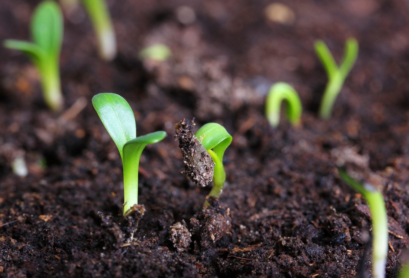 Rows of organically grown vegetables in a field